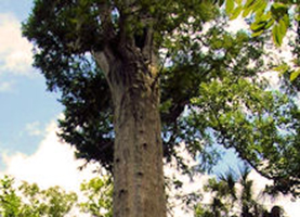 gridview_champion_trees