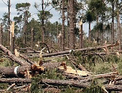 hurricanedamage.jpg