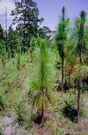 longleaf_pines.jpg