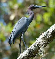 LTSF Little Blue Heron