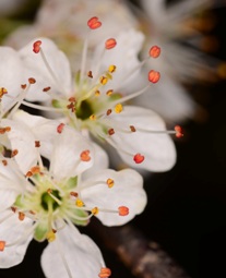 Newnan's Lake Flower