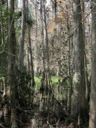 PRSF_Cypress_Swamp