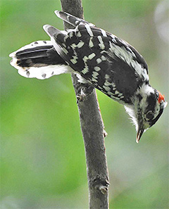 PSSF_woodpecker