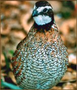 quail.jpg