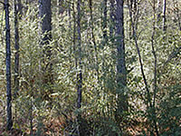 thick_hardwood_competition.jpg