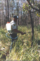 treating_Cogon_grass.jpg
