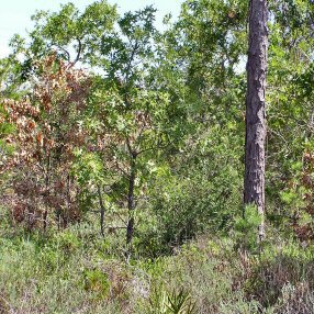 Turkey_Oak_Mortality.jpg