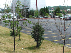 UGA%20Ash%20Decline%20copy.JPG
