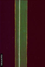 vertcogon_midrib.jpg