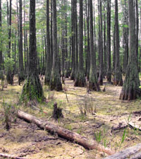 Wakulla SF cypress pond