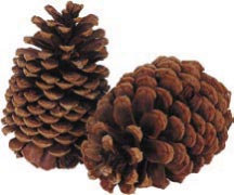 Why Smart Pincones