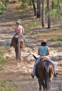 WSF_croom_horses