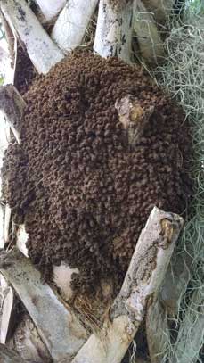 Nest_in_Sabal_Palm_Tree