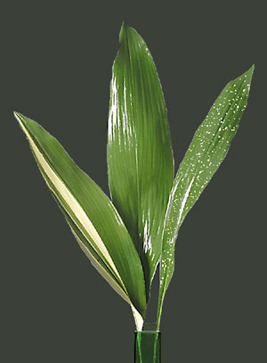 fern_aspidistra