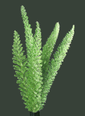 fern_foxtail