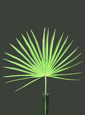 fern_palmetto
