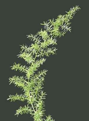 fern_sprengeri