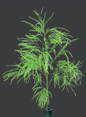 fern_treefern