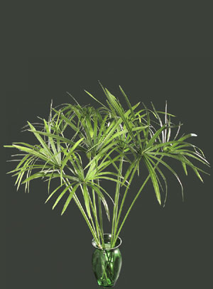 fern_umbrella