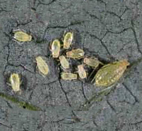 aphids1