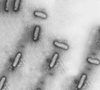 bacillviruses