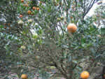 badly%20damaged%20murcott%20tree%20with%20normal%20and%20diseased%20fruit_thumb