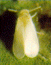 bayber_2
