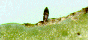 bayber_3