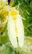 bemi_1