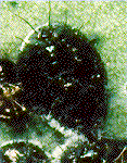 cbf_2