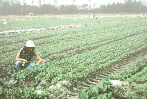 crop_inspection2sm