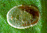 dial_1