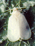 disper_1