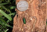 eab_trunk_nickel_thumb