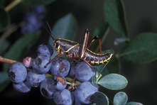 eastern-lubber-on-blueberries