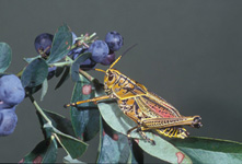 eastern-lubber-adult