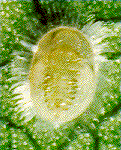 florid