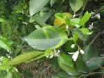 foliar%20symptoms%20in%20comercial%20sweet%20orange_thumb