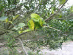 foliar%20symptoms%20in%20murcott%201_thumb