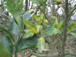 foliar%20symptoms%20in%20murcott%202_thumb