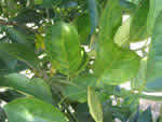 foliar%20symptoms%20in%20sweet%20orange%202_thumb