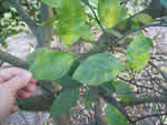 foliar%20symptoms%20in%20sweet%20orange%203_thumb