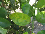 foliar%20symptoms%20in%20sweet%20orange_thumb