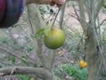 fruit%20symptoms%20in%20murcott_thumb