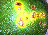 fruit1a