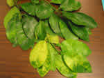grapefruit%20foliar%20greening%20symptoms_thumb