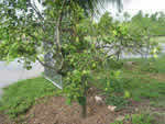 grapefruit%20tree%20with%20greening%20in%20Miami_thumb