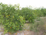 greening%20in%20commercial%20orange%20grove_thumb