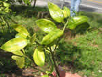 greening%20in%20grapefruit0908_thumb