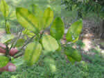 greening%20in%20grapefruit0909_thumb